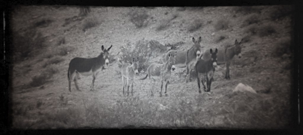 photo by Marjorie Farabee