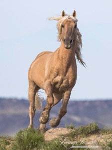 Corona of Sand Wash Basin ~ photo by Carol Walker