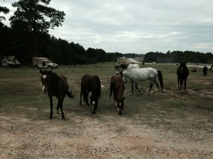 Descendants-of-Cav-Horses-at-JRTC
