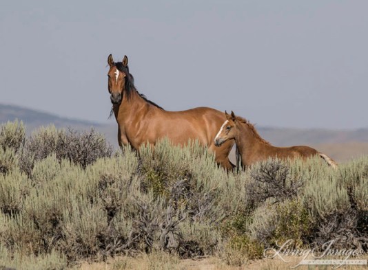 16carolwalkercheckerboard-1-768x566