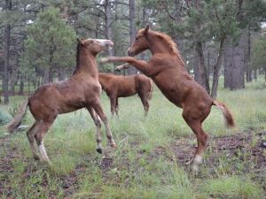Wild horses were feeling frisky on a fall afternoon.(Photo: Courtesy/Kristen Kandros)