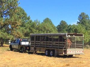 A truck pulled into the Fort Stanton Road property with members of the Alto herd.(Photo: Courtesy/Teeatta Lippert)