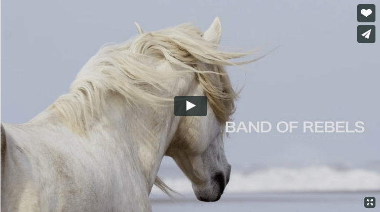 Click Image to View Video