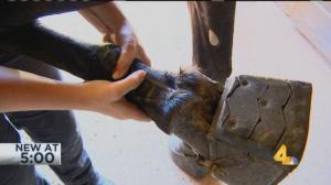 The horse exhibited several signs of soring. (WSMV)