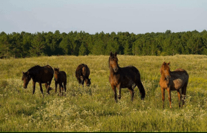 fort-polk-horses