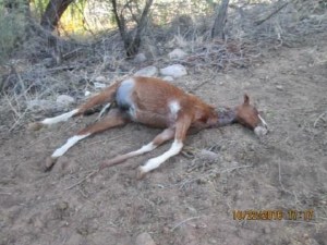 knxv-salt-river-horse