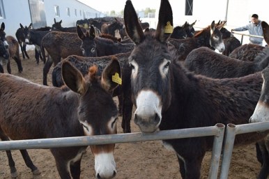 Destined for Slaughter