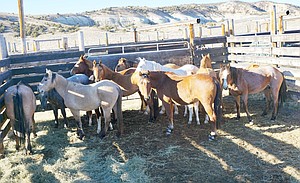 122216_wild_horse_cropped_t300