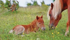 ponies_family-300x174