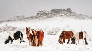 ponies_snow-300x167