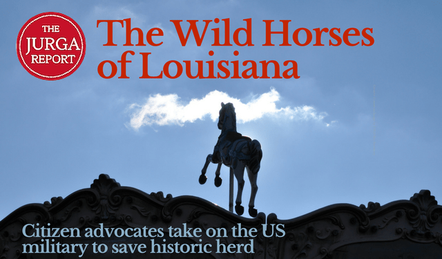tjr-wild-horses-of-louisiana-640