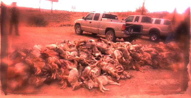 dead_coyotes2