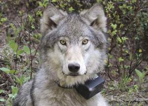 collared-wolf