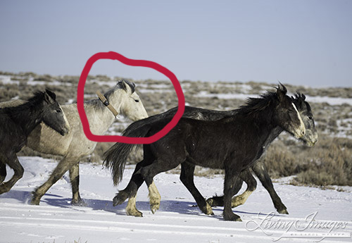 untitled-291carolwalker2