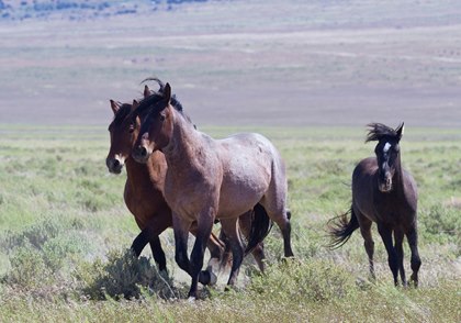 BLM to Begin Bible Springs Complex Wild Horse Roundup – Straight from ...
