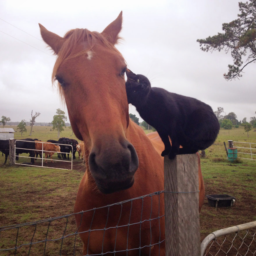 Feel Good Sunday: ~ Video ~ Cat Rides His Favorite Horse Every Day ...