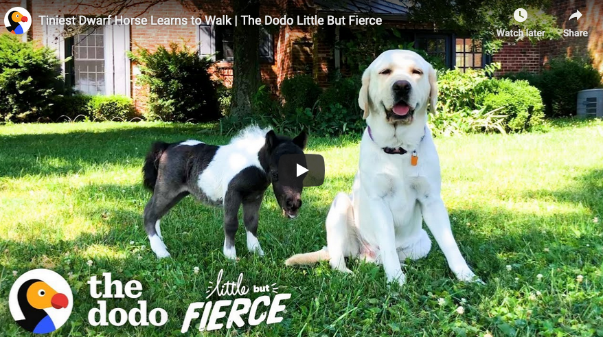 Feel Good Sunday: Video ~ Tiniest Dwarf Horse Learns to Walk – Straight ...