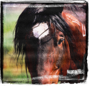 "Ace" ~ photo by Cate Scott