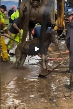 Video: Crews Rescue a Horse and a Pony Trapped for hours after a ...
