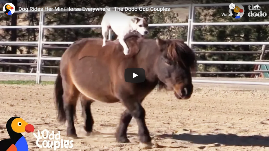 Feel Good Sunday: Video~Dog Rides Her Mini Horse Buddy Everywhere ...