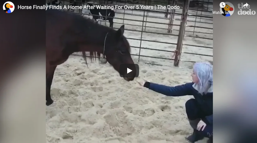 Feel Good Sunday: Video~Captured Wild Horse Finally Finds A Home After ...