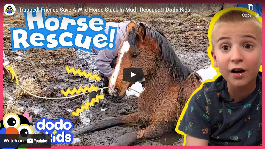 Feel Good Sunday: Video~Trapped! Friends Save A Wild Horse Stuck In Mud ...