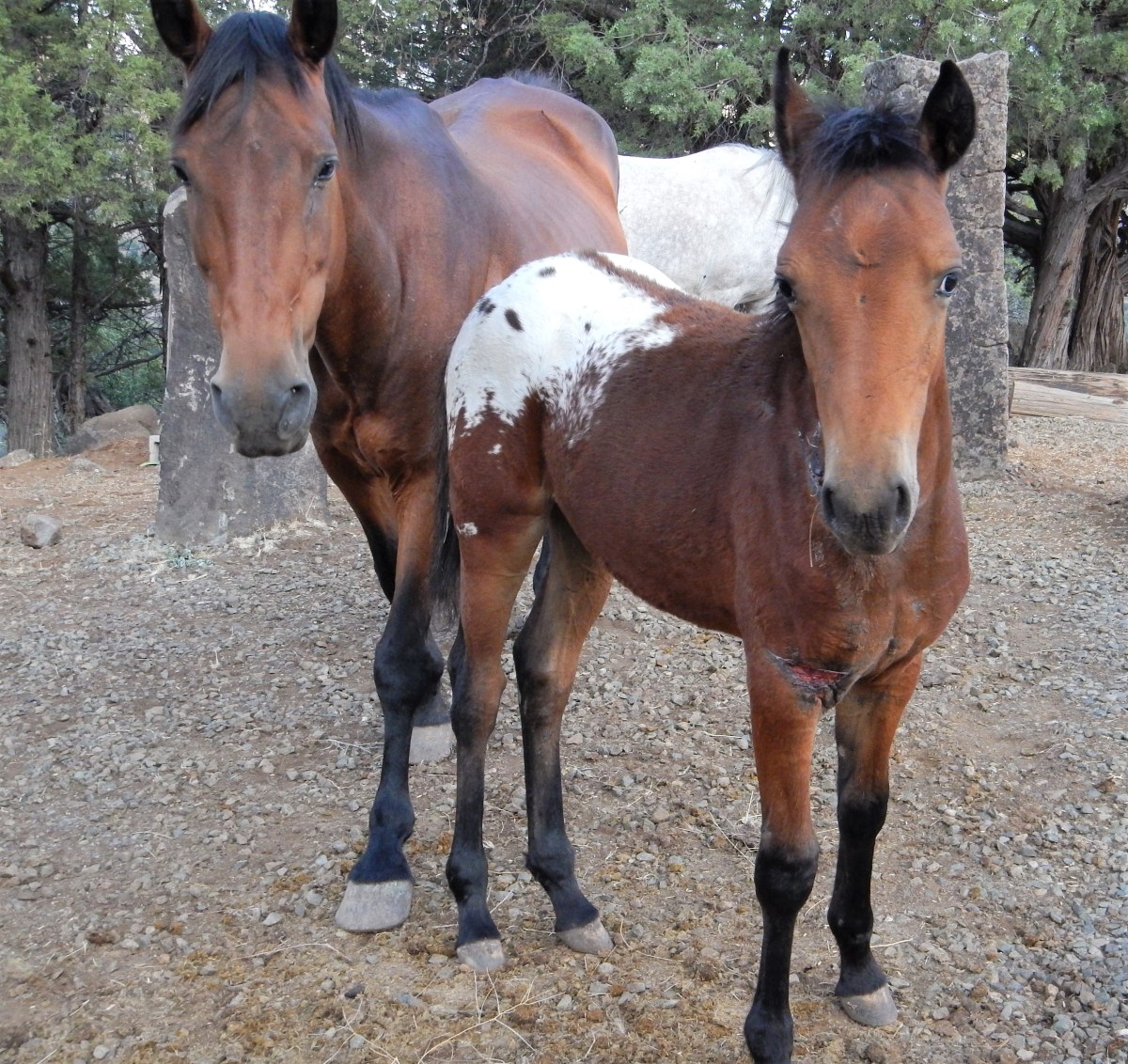 New Wild Horse Management Paradigm: Replacing Mismanagement and Myth ...