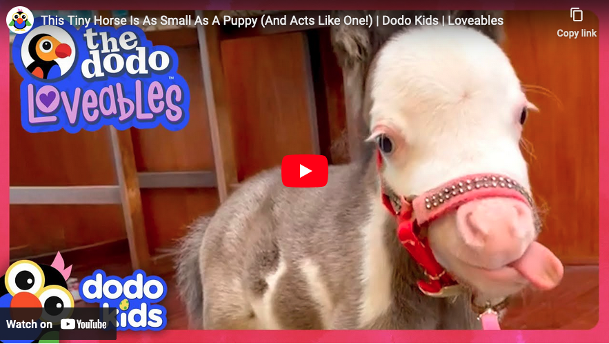 Feel Good Sunday: Video~This Tiny Horse Is As Small As A Puppy (And ...
