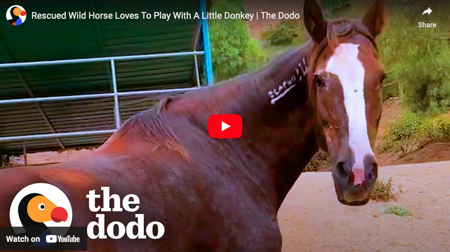 Feel Good Sunday: Video~Rescued Wild Horse Loves To Play With A Little ...